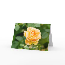 Rosa Amarelo Laranja Pensando Em Você