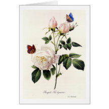 Rosa Bengale - Pierre Joseph Redouté.