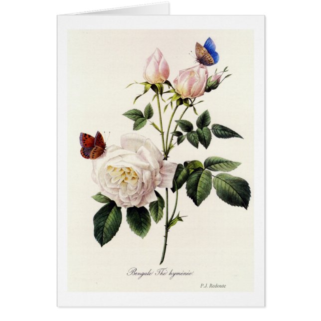 Cartão Rosa Bengale - Pierre Joseph Redouté. (Frente)