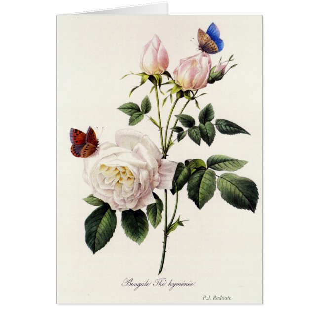 Cartão Rosa Bengale - Pierre Joseph Redouté. (Frente)
