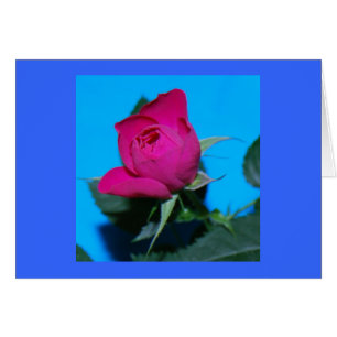 Cartão Rosa bonito do rosa