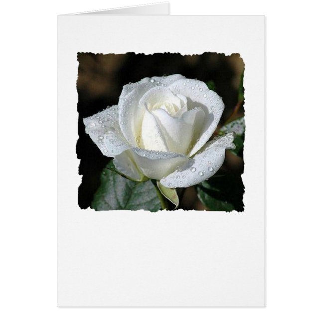 Cartão Rosa Branca com Dew (Frente)