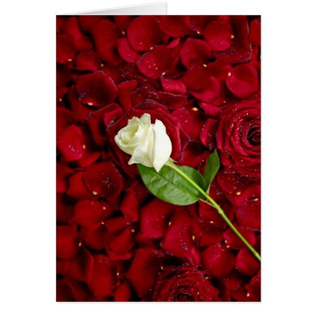 Cartão Rosa Branca Em Pétalas Vermelhas (Frente)