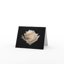 Rosa branca solteiro