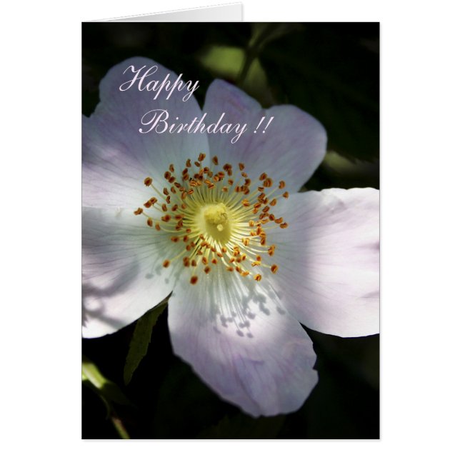 Cartão Rosa Canina - Rosa de cão (Frente)