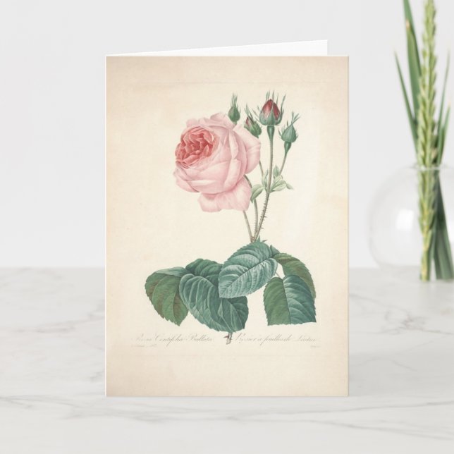 Cartão Rosa Centifolia Bullata by Redoute Sympathy Card (Frente)