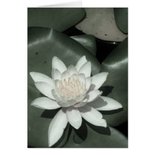 Cartão rosa claro branca lotus water lily flower