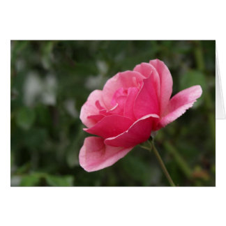 Cartão Rosa completo do rosa