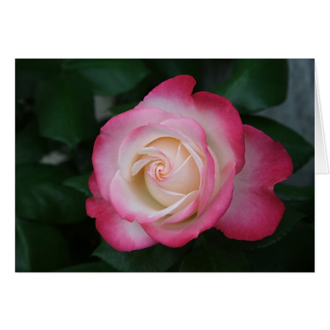Cartão Rosa Cor-de-Rosa Branca (Frente Horizontal)