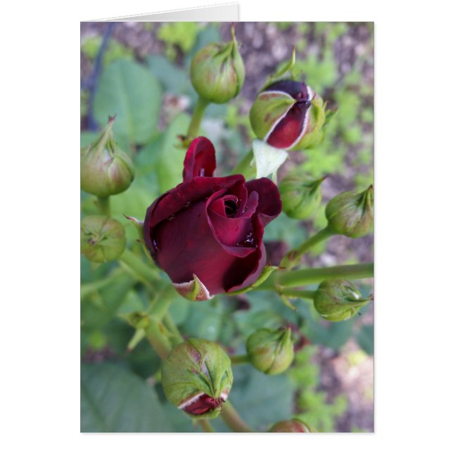 Cartão Rosa de borda após chuva (Frente)