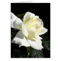 Rosa de chá híbrido branco de Pascali