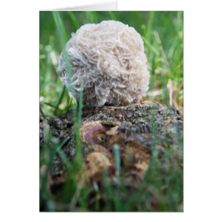 Cartão Rosa de deserto 134 das pedras |