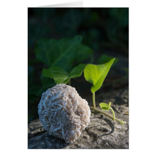 Cartão Rosa de deserto 141 das pedras | (Frente)