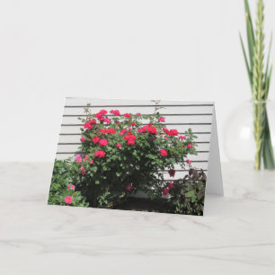 Cartão Rosa de Kardinal Vermelho