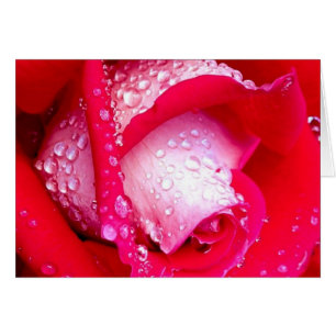Cartão Rosa de mastigação rosa beijada