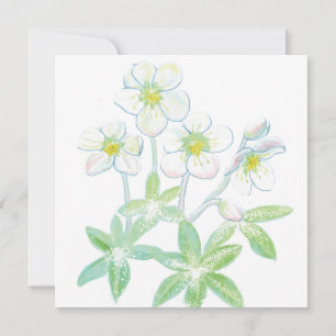 Cartão rosa de Natal, Helleborus niger
