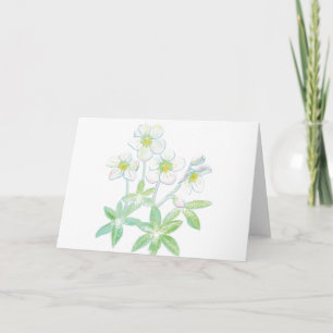 Cartão rosa de Natal, Helleborus niger