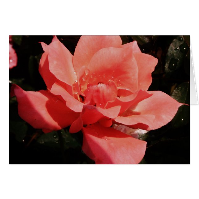 Cartão rosa de pêssego e colírio (Frente Horizontal)