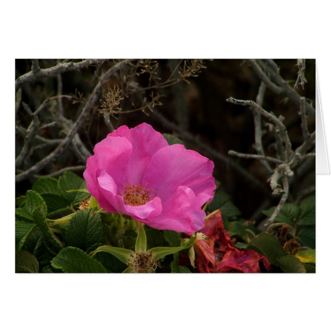 Cartão Rosa de praia rosa Rosa Rugosa (Frente Horizontal)