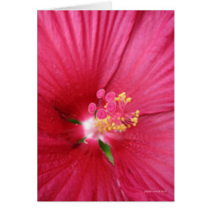 Cartão Rosa de Sharon Flor Bush