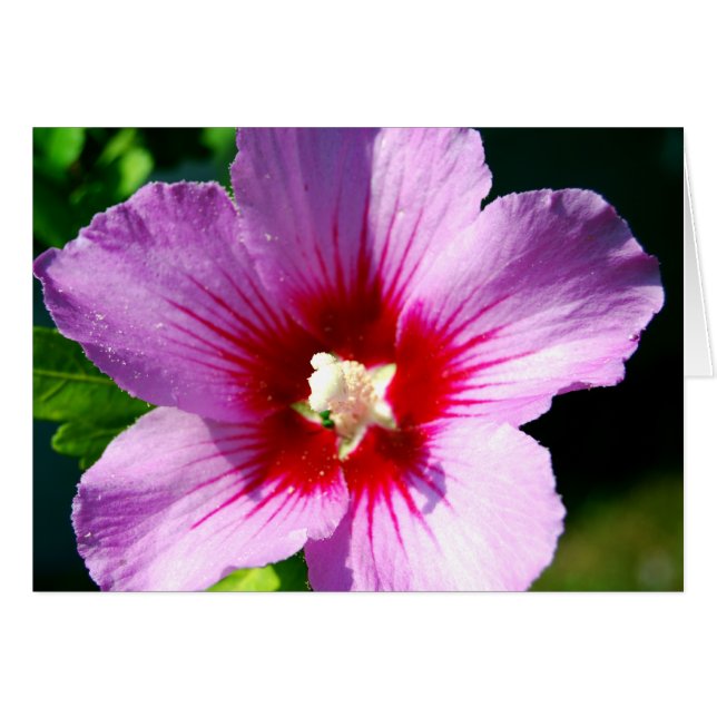 Cartão Rosa de Sharon, roxo escuro (Frente Horizontal)