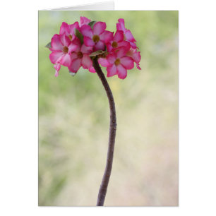 Cartão Rosa do deserto rosa