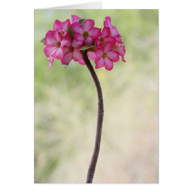 Cartão Rosa do deserto rosa (Frente)