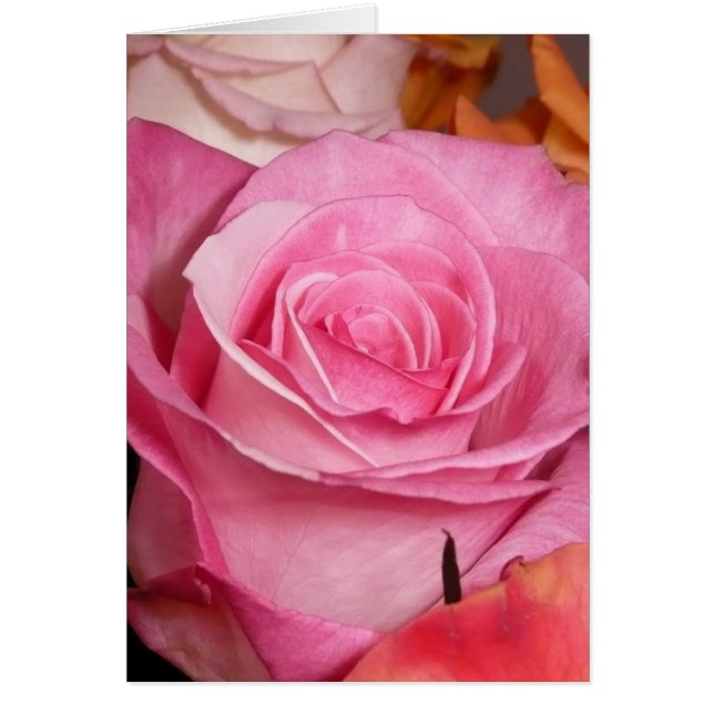 Cartão Rosa do rosa (Frente)