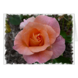 Cartão Rosa do rosa