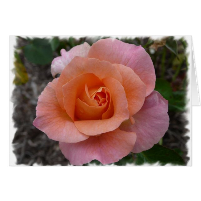 Cartão Rosa do rosa (Frente Horizontal)