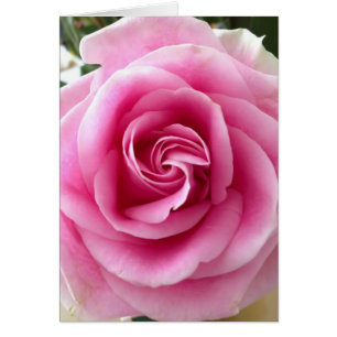 Cartão Rosa do rosa eu te amo