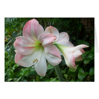 Cartão rosa e branco