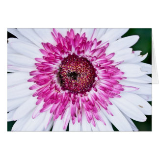 Cartão Rosa e branco