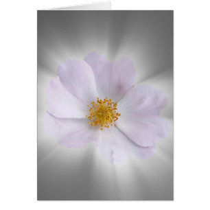 Cartão rosa e cinzas