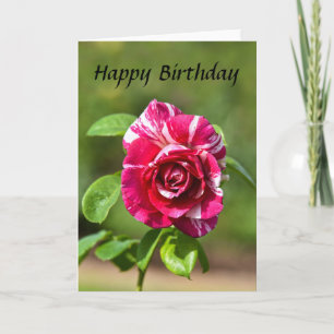 Cartão "Rosa Escuro e Rosa com Linho Branco, Feliz Aniver