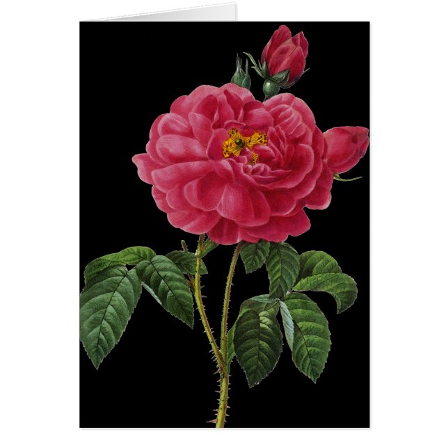 Cartão Rosa Gallica (Frente)