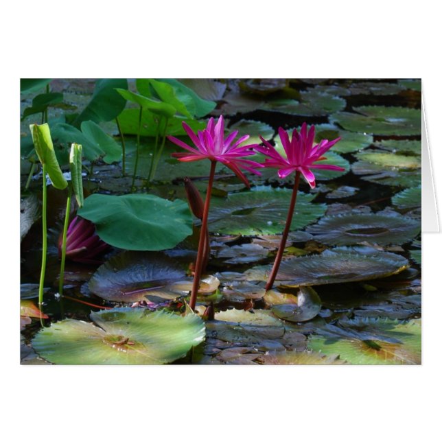 Cartão Rosa gêmeos (Frente Horizontal)