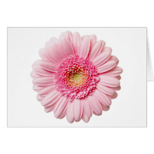 Cartão Rosa Gerbera Daisy
