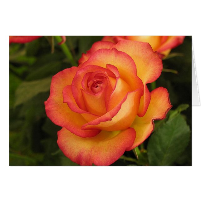 Cartão Rosa laranja (Frente Horizontal)