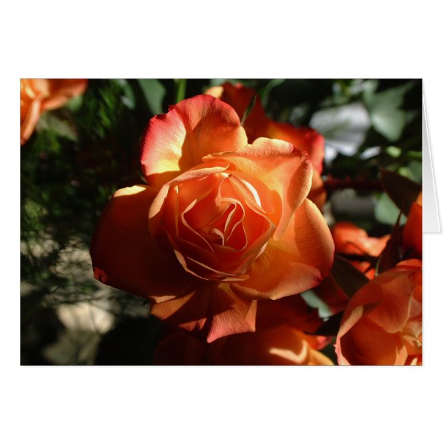 Cartão Rosa laranja (Frente Horizontal)