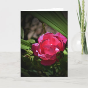 Cartão Rosa, placa