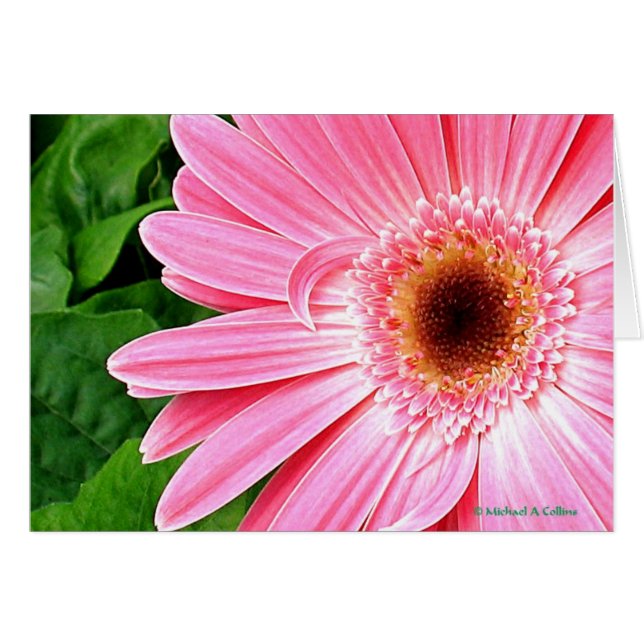 Cartão Rosa Puro (Frente Horizontal)