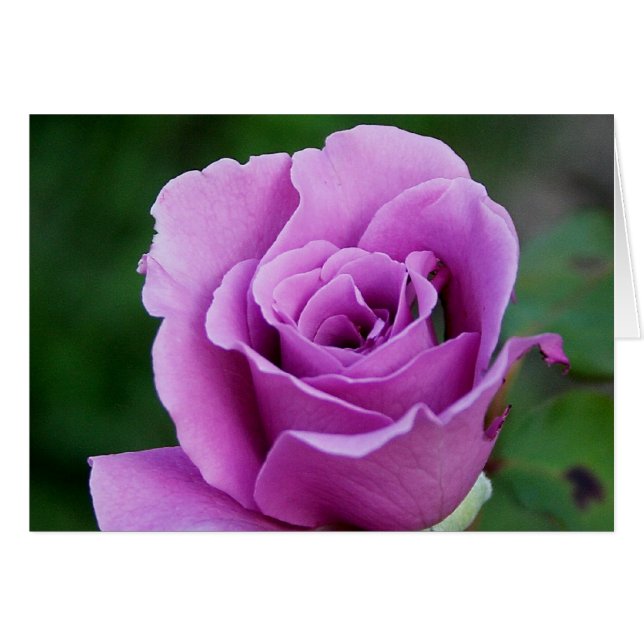Cartão Rosa púrpura (Frente Horizontal)