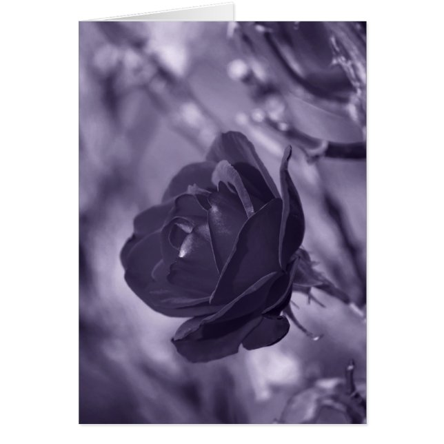 Cartão Rosa púrpura (Frente)