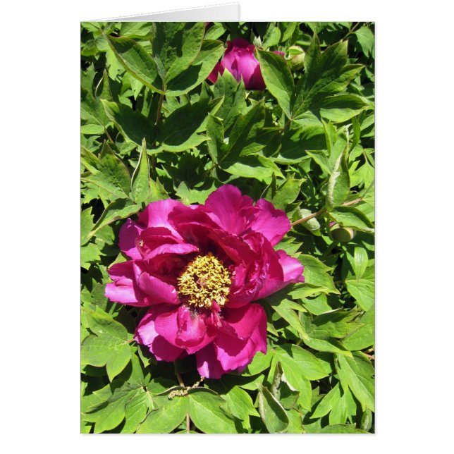 Cartão Rosa quente Peonie (Frente)