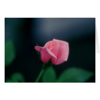Cartão rosa rosa