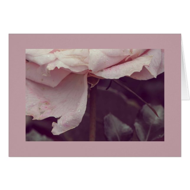Cartão Rosa-rosa desbotada (Frente Horizontal)
