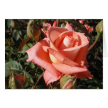 Rosa Rosa Peach
