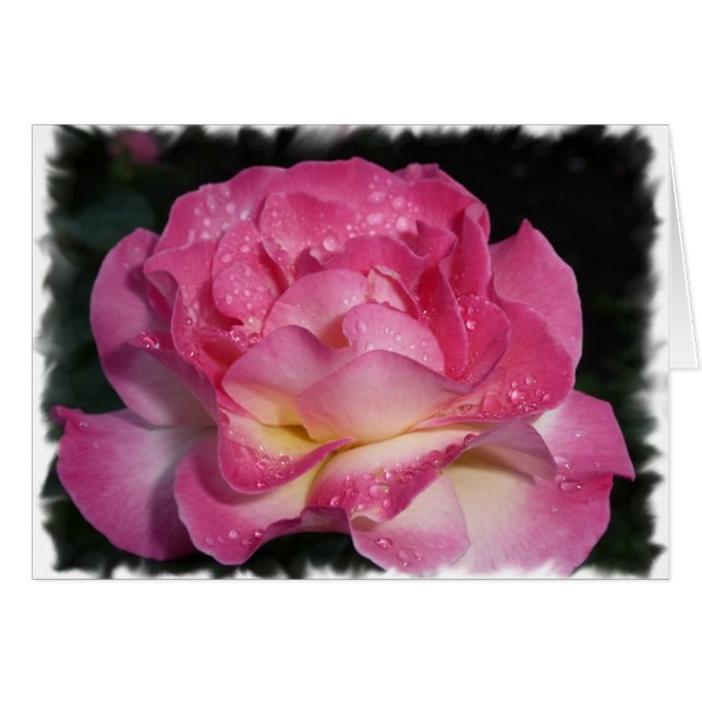 Cartão Rosa Rosa Rosa (Frente horizontal)