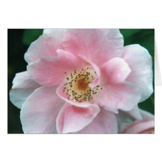 Cartão Rosa Rosa Rosa